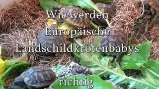 Babyschildkröten richtig halten Testudo hhercegowinensis [upl. by Ramed815]