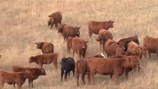 How Beef Goes from Pasture to Plate [upl. by Acinomahs]