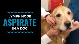 Lymph Node Aspirate in a Dog [upl. by Sulokcin]