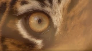 Top 5 Tiger Moments  Part 2  BBC Earth [upl. by Pandolfi]