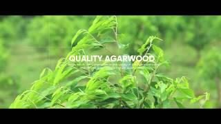 Agarwood Plantation in Kerala  Oudh Tree Plantation  Aristas Oud Products [upl. by Theodora]