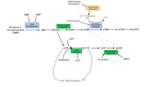 Pyrimidine Synthesis and Salvage Pathway [upl. by Yenruogis972]