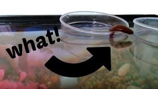 BETTA FISH JUMPING Out Of Cup Into Tank [upl. by Glassman]