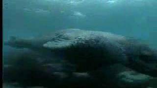 Ocean animals  leopard seals vs penguins  David Attenborough  BBC wildlife [upl. by Alard]