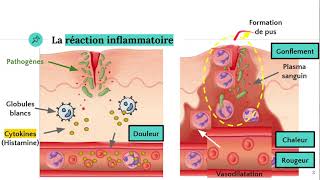 La réaction inflammatoire 🔥 [upl. by Mahtal544]