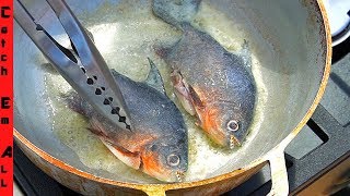 FLORIDA PIRANHA CATCH n COOK Piranhas in Florida Pond [upl. by Minni]