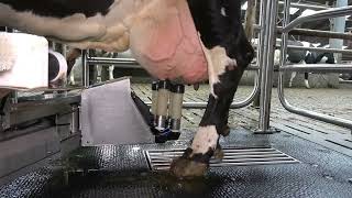 Merlin2G Robotic Milking by AMS Galaxy [upl. by Nester]