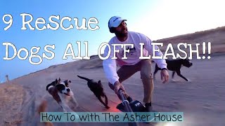 How to Keep Your Dogs from Running Away Off Leash [upl. by Yrdua]