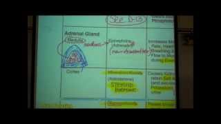 ANATOMY ENDOCRINE SYSTEM by Professor Fink [upl. by Edholm]