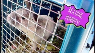 RESCUING 3 BUNNIES FROM THE SHELTER [upl. by Teemus]