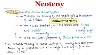 Neoteny  Handwritten notes [upl. by Buchbinder]