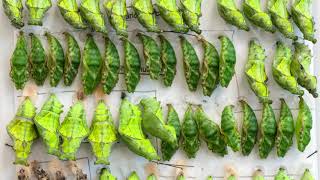 Butterfly Rainforest Moment Cocoon vs Chrysalis [upl. by Ettesoj]