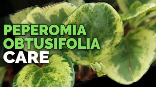 8 Peperomia Obtusifolia Care Tips and Tricks [upl. by Liuqa33]