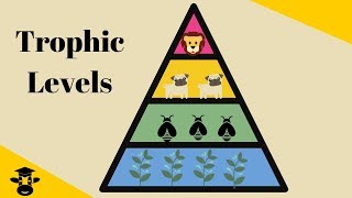 Trophic Level Pyramid [upl. by Edac320]