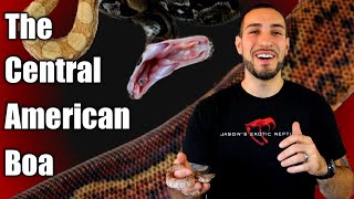 The Central American Boa While Getting Bit  CAUTION if you dont do well seeing blood [upl. by Madi]