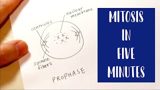 Mitosis in 5 Minutes  Drawing and Labeling Diagram Tutorial [upl. by Anasor]