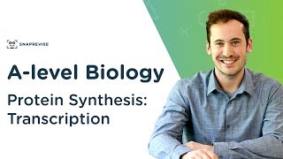 Protein Synthesis Transcription  Alevel Biology  OCR AQA Edexcel [upl. by Gebhardt]