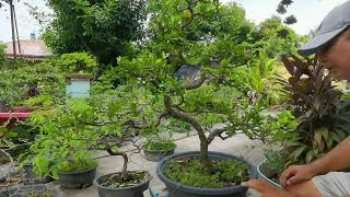 Twisting and Defoliating My Acerola Cherry Bonsai Material  Barbados Cherry  Another Acerola Video [upl. by Ciri]