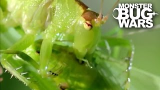 Balloon Winged Katydid Vs Tree Centipede  MONSTER BUG WARS [upl. by Suzette]