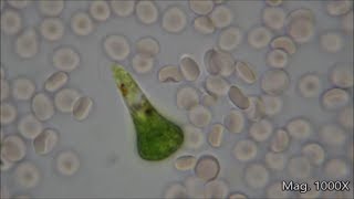 Comparing Microorganism Size Under the Microscope [upl. by Ahsen503]