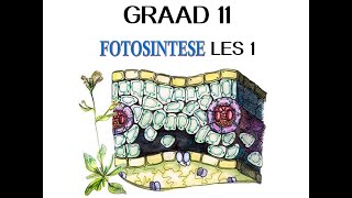 Lewenswetenskappe Gr11 Fotosintese Les1 [upl. by Yellat]