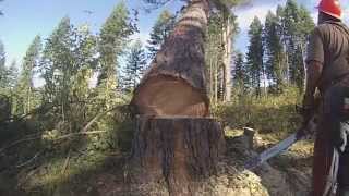 Loggers of Potlatch Part 1 Tree Felling [upl. by Anitac]