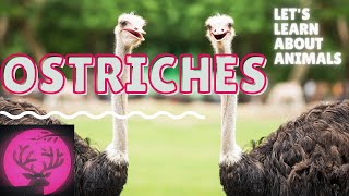 Ostriches for Kids Educational Video About the OstrichESL Listening Lesson  ostrich information [upl. by Sitra]