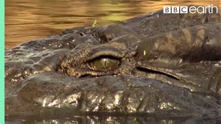 Top 5 Killer Crocodile Moments  BBC Earth [upl. by Ailey158]