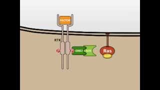 The MAP Kinase MAPK signalling pathway [upl. by Estis26]