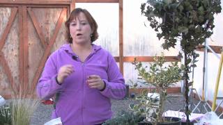 Gardening Tips  How to Prune Oleander [upl. by Oneg]