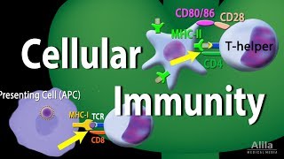 Cellular Immunity  Adaptive Immunity part 1 Animation [upl. by Nolrak]