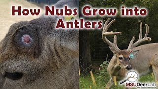 From Nubs To Growing Antlers An Incredible Process [upl. by Cornie]