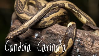 Species Spotlight Candoia Carinata [upl. by Allenaj]