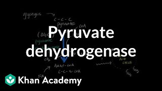 Regulation of Pyruvate Dehydrogenase [upl. by Salene]