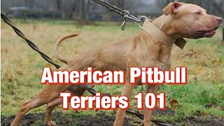 American Pitbull Terriers 101 [upl. by Trainor]