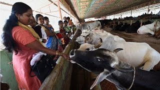 Beef smugglers forced to eat cow dung  Oneindia News [upl. by Aivat]