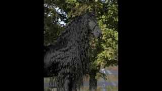 The Legendary FRIESIAN STALLION Frederik the Great [upl. by Ynatsed]