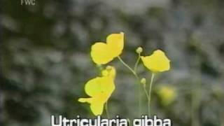 conespur bladderwort Utricularia gibba [upl. by Bone]