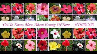 17 Different Types of Hibiscus Flowers [upl. by Airelav]