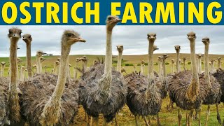 Ostrich Farming  How to Start an Ostrich Farm [upl. by Jeramey96]