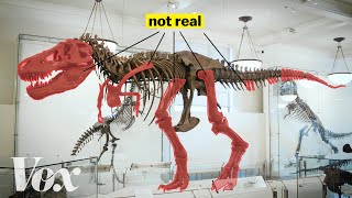 How scientists solved this dinosaur puzzle [upl. by Zelig]