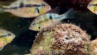 Thorichthys aureus “blue” AcuaristasPR [upl. by Yellat]