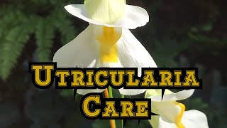 How to Grow Utricularia alpina with bloom and care tips [upl. by Esemaj]