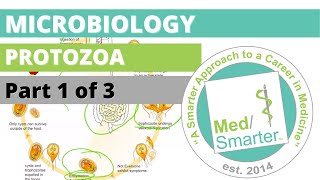 Protozoa  Microbiology  USMLE STEP 1  Part 1 of 3 [upl. by Itnava]