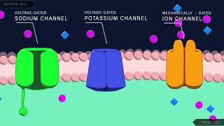 Action Potential in the Neuron [upl. by Mozza]