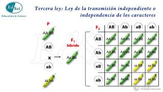 Genética Mendeliana Leyes de Mendel 😃💡💯 [upl. by Ahsenar]