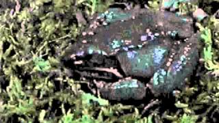 Timelapse video of a wood frog Rana sylvatica thawing [upl. by Novrej]