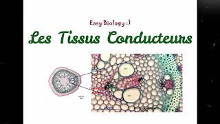 Biologie végétale  Les tissus conducteurs [upl. by Bonita]