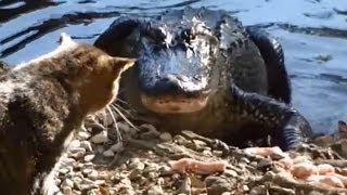 Alligators OWNED by Cats Compilation [upl. by Netsrijk978]