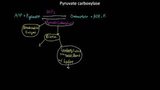 Pyruvate carboxylase [upl. by Sacram]